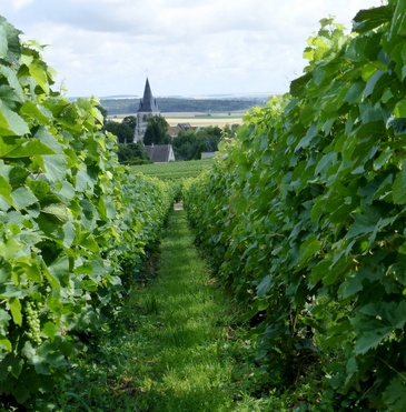  organic Champagne bio - maîtrise de l'herbe